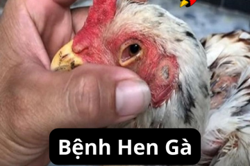 Bệnh Hen Gà