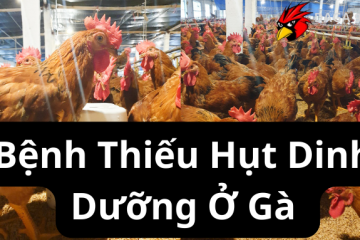 Bệnh Thiếu Hụt Dinh Dưỡng Ở Gà