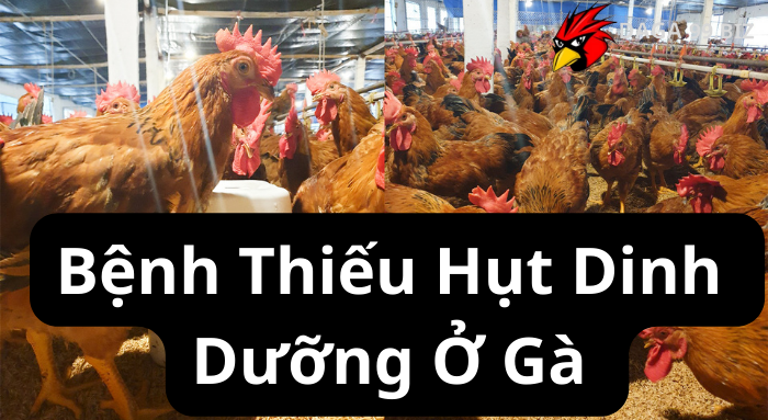 Bệnh Thiếu Hụt Dinh Dưỡng Ở Gà