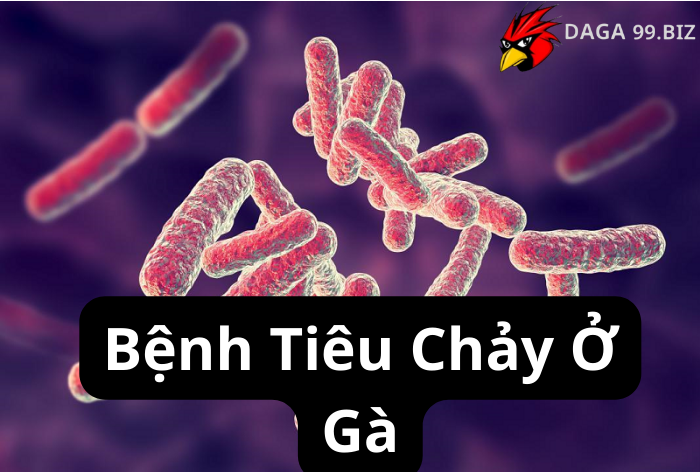 Bệnh Tiêu Chảy Ở Gà