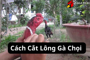 Cách Cắt Lông Gà Chọi