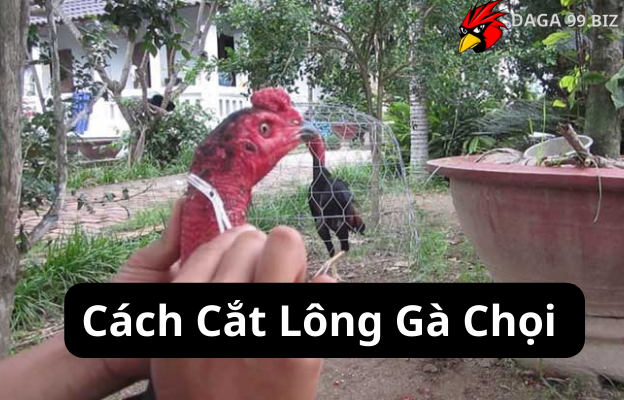 Cách Cắt Lông Gà Chọi