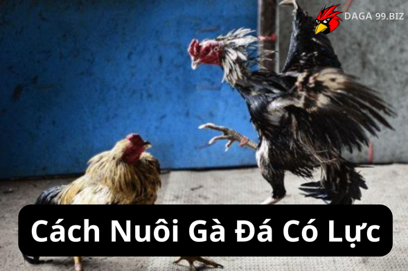 Cách Nuôi Gà Đá Có Lực