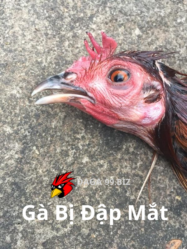 Gà bị đập mắt