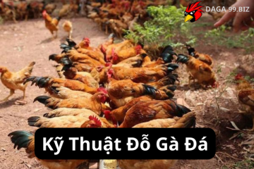 Kỹ Thuật Đỗ Gà Đá