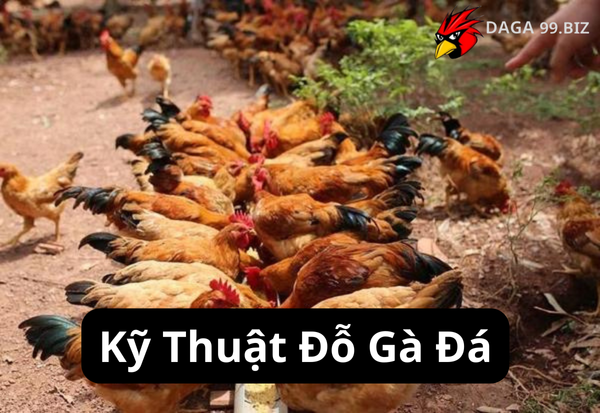 Kỹ Thuật Đỗ Gà Đá