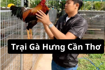 Trại Gà Hưng Cần Thơ