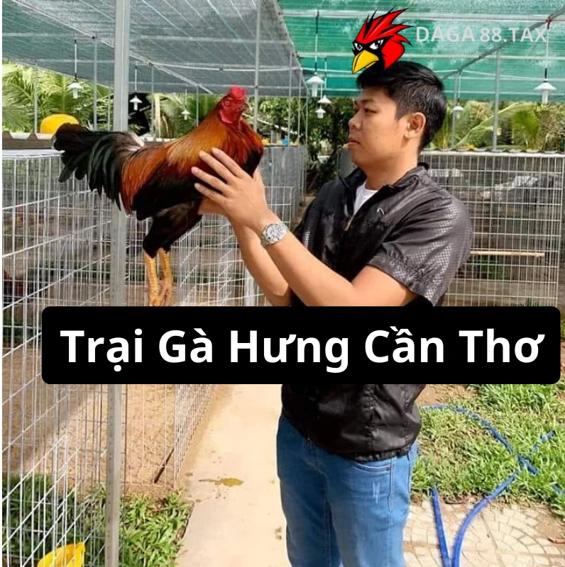 Trại Gà Hưng Cần Thơ