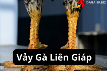 Vảy Gà Liên Giáp