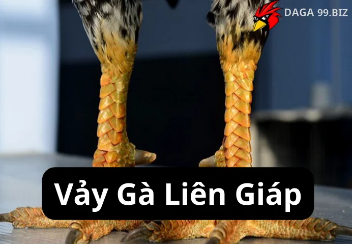 Vảy Gà Liên Giáp