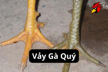 Vảy Gà Quý