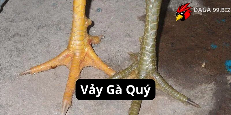 Vảy Gà Quý