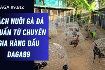 cách nuôi gà đá chuẩn