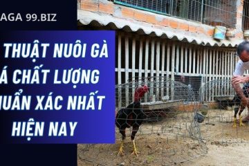 kỹ thuật nuôi gà