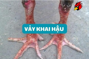 vảy gà khai hậu