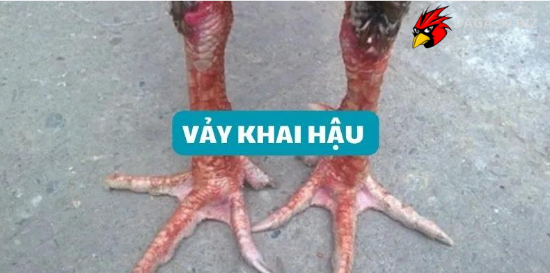 vảy gà khai hậu